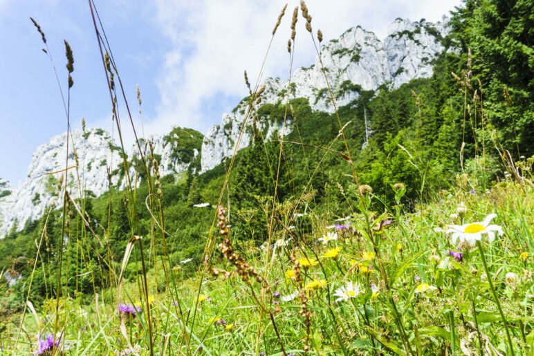 Blumenwiesen und der Felslamm der Kampenwand