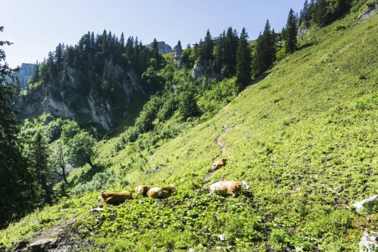 Kurz vor dem Ende der Wanderung versperren uns Kühe den Weg. Oben, in der Mitte hinter den Bäumen, ist die Sonnenalm zu sehen