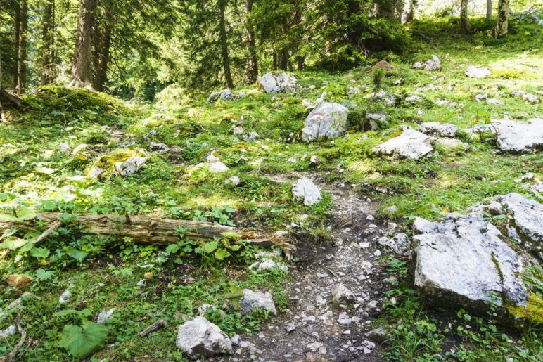 Nicht immer sind der Wegverlauf und die Markierungen so eindeutig wie hier