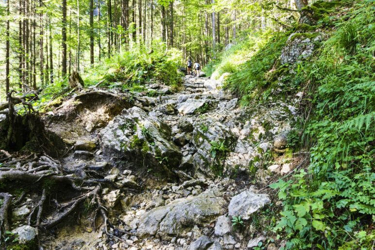 Auf teils recht felsigem Weg geht es durch den Wald zur Branderalm