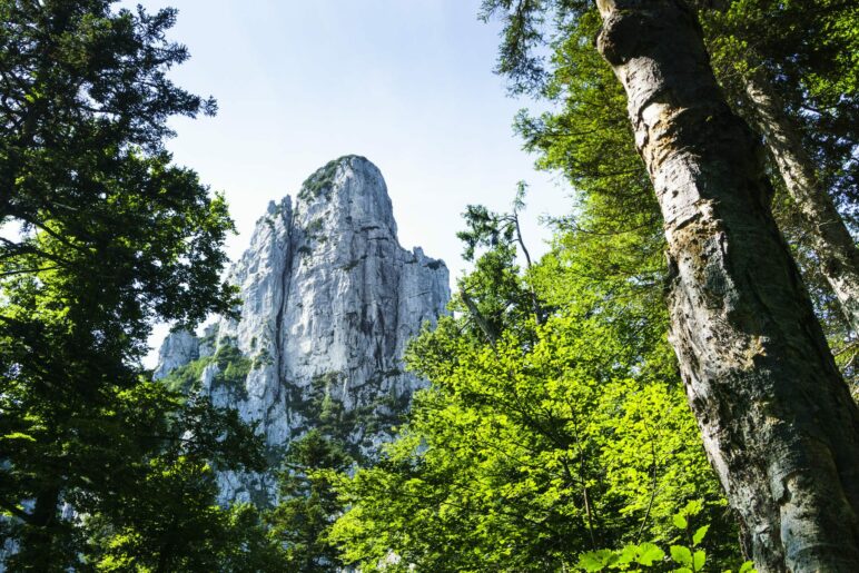 Im Wald kommen wir der Hörndlwand schon recht nah