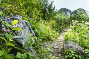 Flacher Pfad am Beginn der Jägersteigs