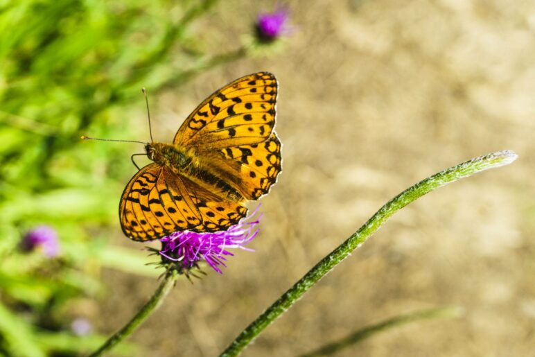 Alpine Wildlife unterhalb des Gurnwandkopfs