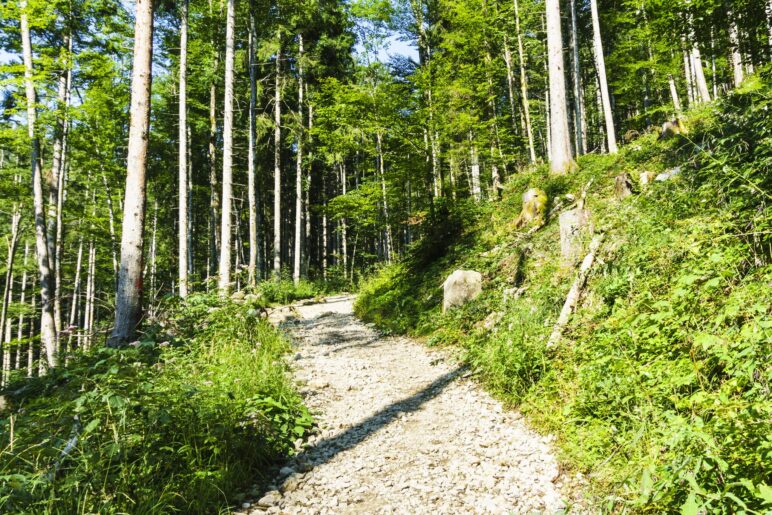 Auf dem Wanderweg geht es durch den Wlld