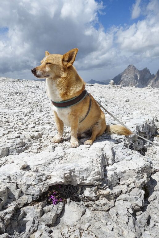 Berghund Dolo-Mikki auf fast 3000 Metern Höhe
