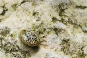 Eine Schnecke, deren Gehäuse noch weich ist