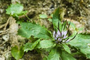 Die Blumen im Val Torrente sehen ähnlich aus wie Bergflockblumen