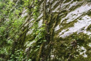 Schlingpflanzen klettern die senkrechten Felswände empor
