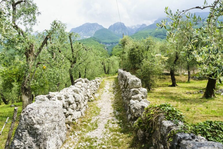 Wandern zwischen Oliven, mit Blick auf die Gipfel des Monte Baldo