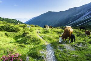 Der Wanderweg führt über Almen mit Weidekühen