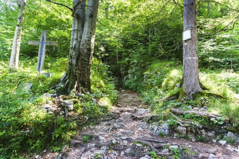 Der EInstieg in den Holzziehweg