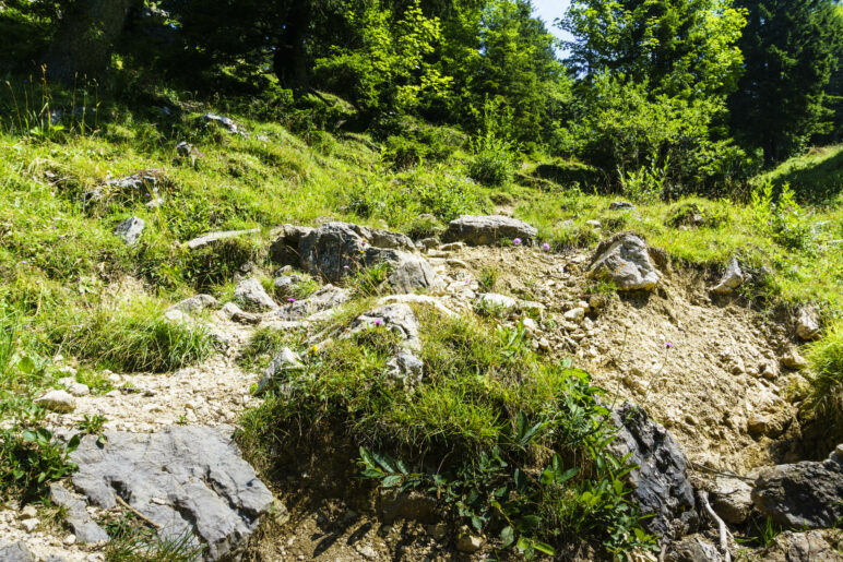 Auf dem Steig hinauf zur Steinlingalm