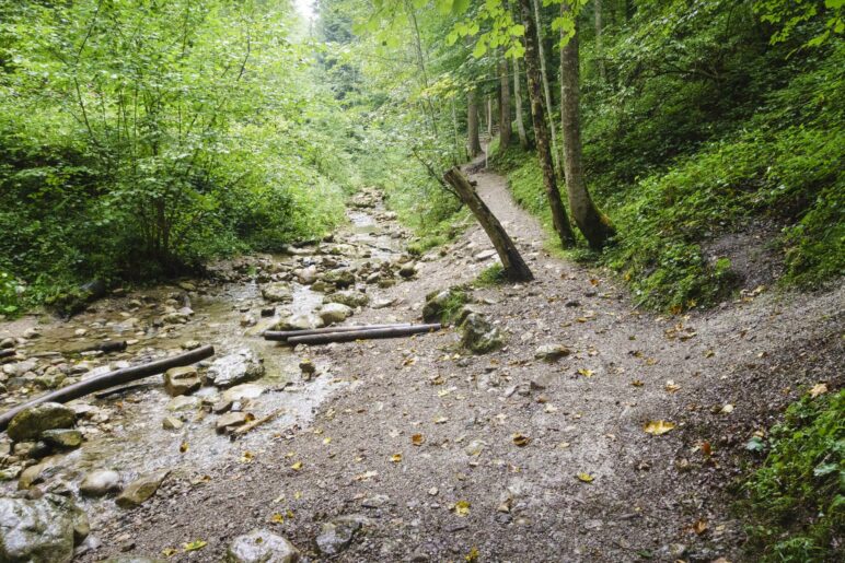 Am Beginn der Rehbachklamm, die hier noch ein ganz harmloser Bach im Wald ist 