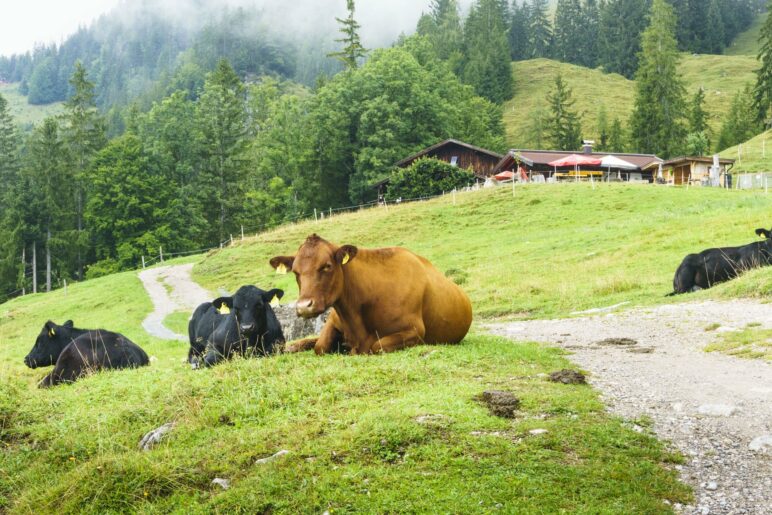 An den trägen Rindern vorbei wandern wir zur Hinterschießling-Alm