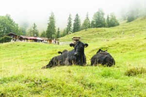 Auf der Hinterschießling-Alm leben Angus-Rinder …