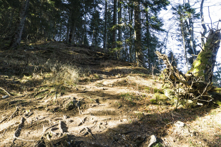 Zum Ende hin wird der Gipfelaufstieg ziemlich steil