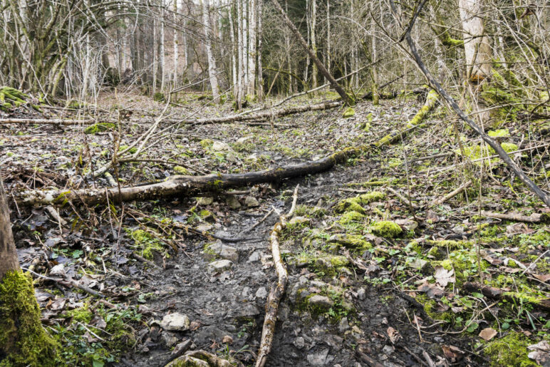 Der Sommerweg ist im Wald auch mal bazig und unaufgeräumt