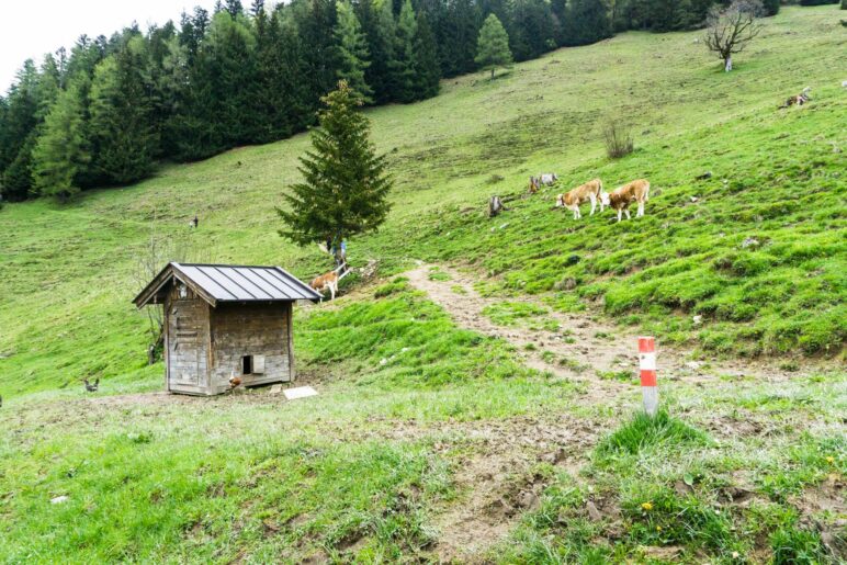 Der Bergsteig hinauf zur Karspitze beginnt direkt an der Wildbichlalm