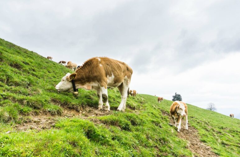 Kühe, Hühner und Pferde haben wir auf der Wanderung getroffen. Auch auf dem Weg.