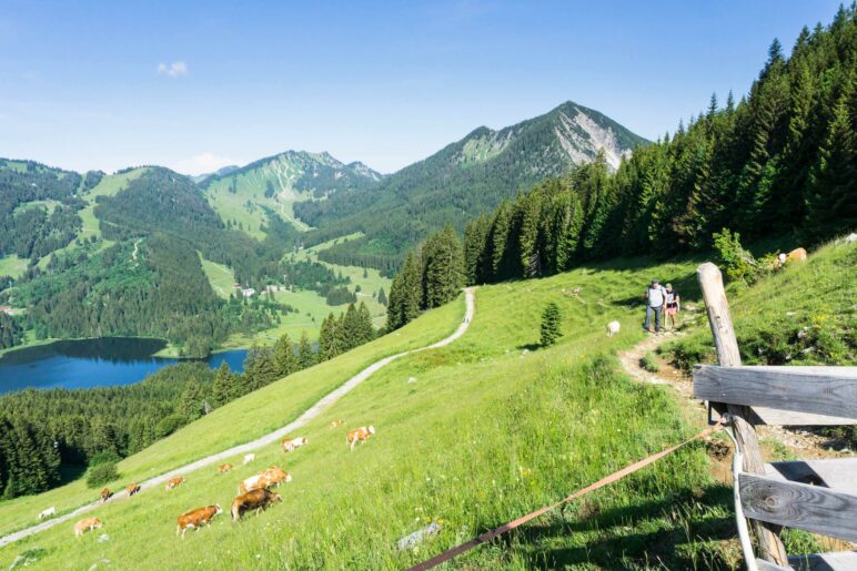 Ein Blick auf den Spitzingsee, bevor wir im Wald absteigen