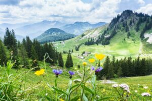 Die Wanderung zum Jägerkamp führt über die Schönfeldalmen und Wildblumenwiesen