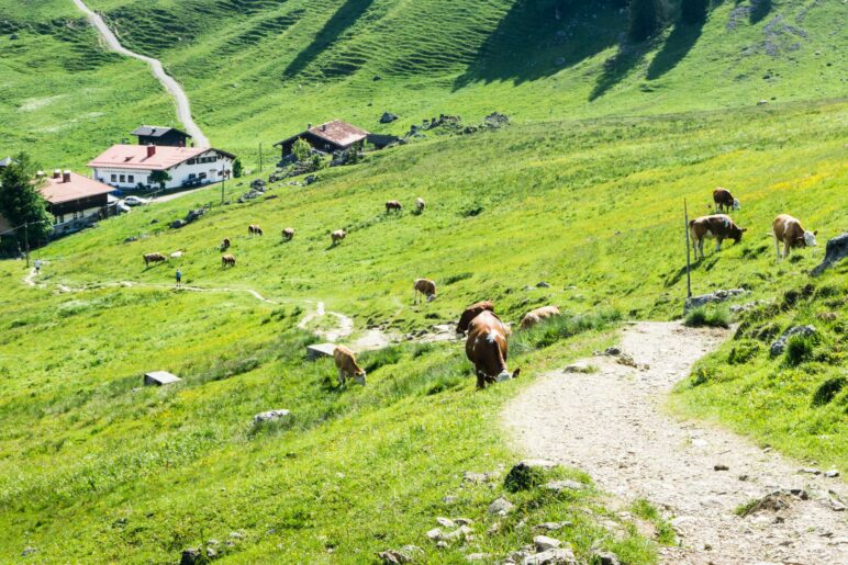 Der Weg zur Unteren Firstalm führt über die Almweide