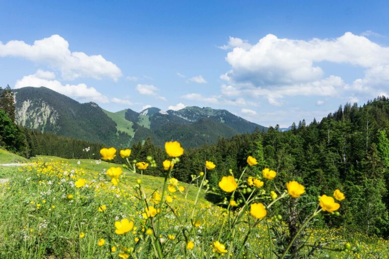 Bergblick mit Trollblumen