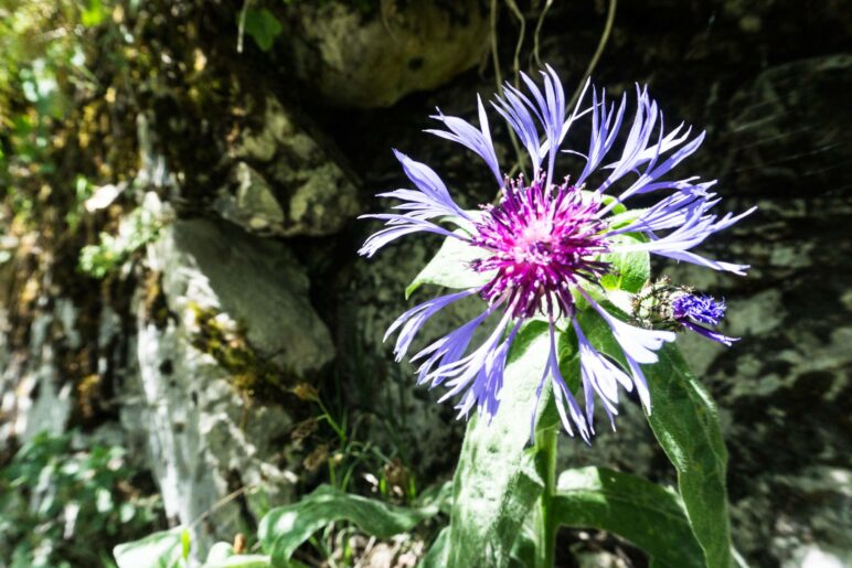 Eine Bergflockenblume am Wegesrand