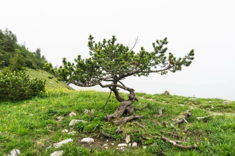 Ein Riesenbonsai? Diese wild geachsene Kiefer steht am Beginn des Wegs zur Jägerbauernalm