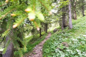 Ein kurzes Waldstück am Beginn des Steigs