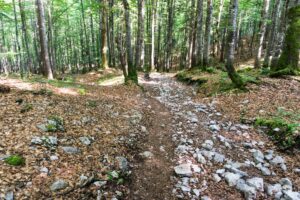 Etwa die Hälfste des Abstiegsweges verläuft im Wald