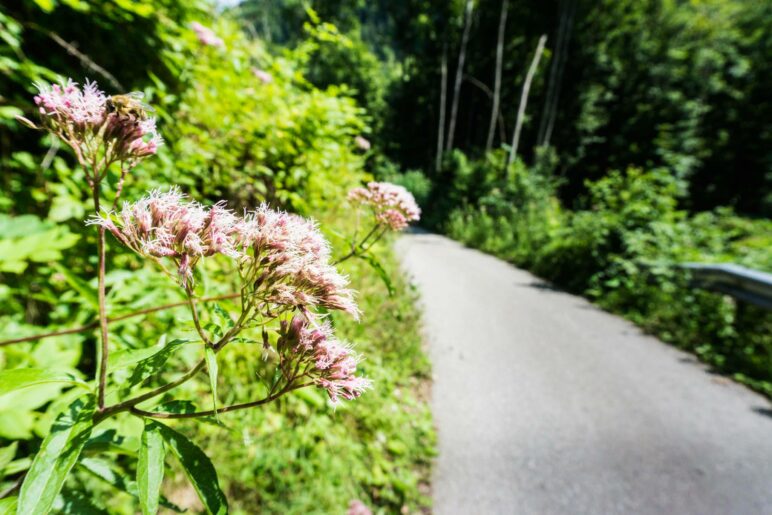 Steil bergab auf der Trojer-Zufahrtsstraße 