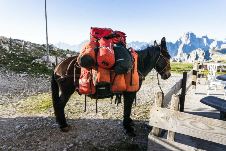 Der Muli wird seine Last später von der Lavaredohütte zur Auronzohütte tragen