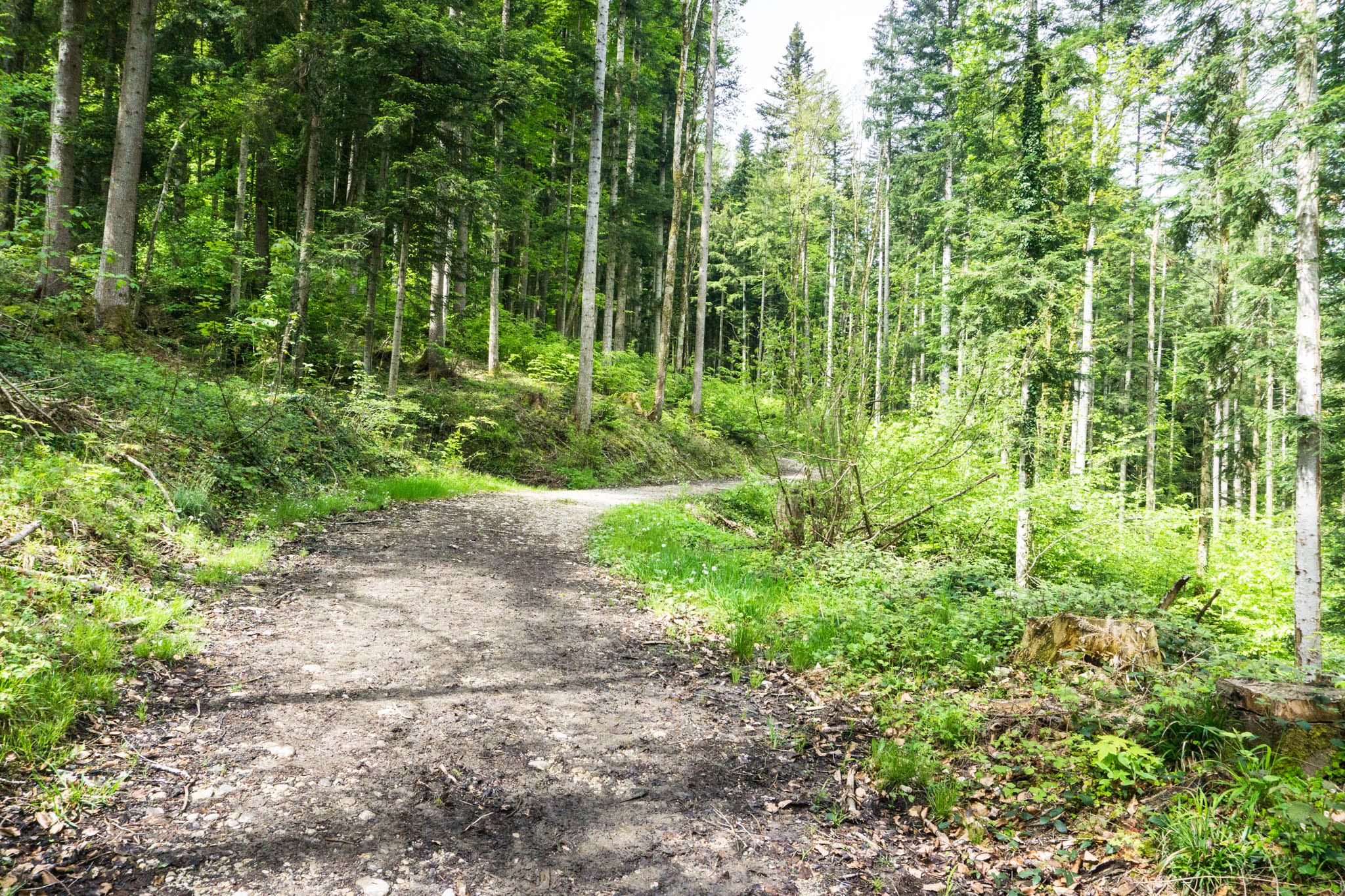Auf dem ruhigeren Wanderweg durch den Wald geht es gemächlich bergauf
