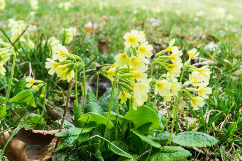 Immer wieder sehen wir Schlüsselblumen am Wegrand