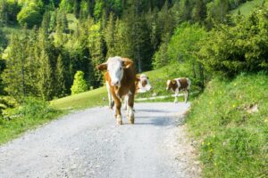 Mit freilaufenden Rindern muss im bereich der Almen immer gerechnet werden