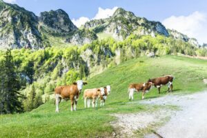 Freilaufende Rinder auf den Almwiesen