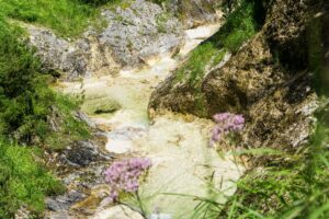 Immer wieder wachsen bunte Blumen am Wegrand