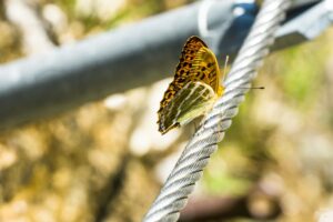 So viele Pflanzen überall, aber dieser Schnmetterling sitzt auf dem Stahlseil