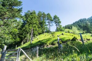 Wir verlassen den Wald und wechseln ins freie Almgelände