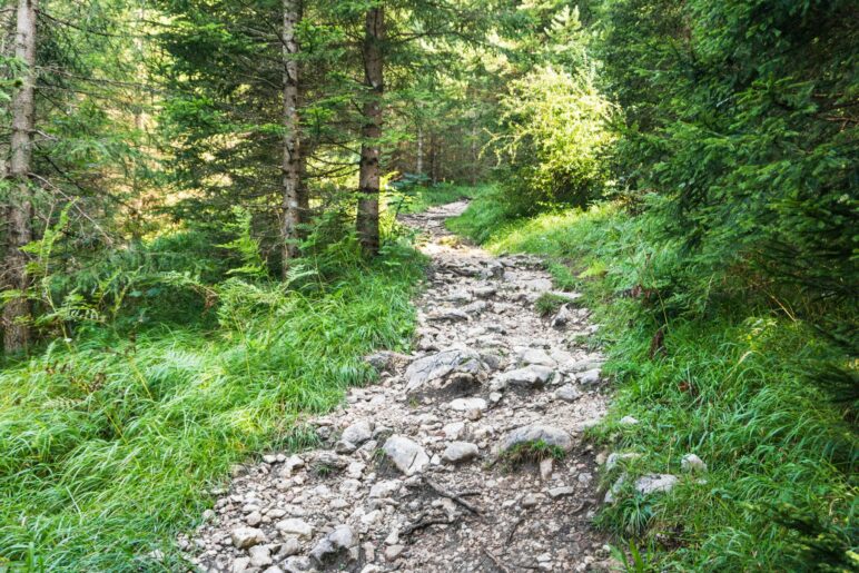 Wir wandern lieber über den netten steinigen Steig als über dei Forststraße