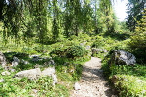 Im Zauberwald