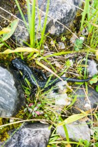 Langsam sucht er Schutz unter Steinen und Gras
