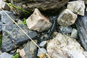 Ein kleiner Alpensalamander, direkt neben unserem Wanderweg