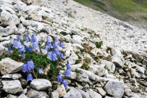 Einige Glockenblumen müssen als Farbtupfer hier im Schottergelände genügen