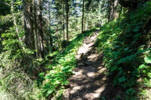 Über einen Waldsteig wandern wir in Richtung Bärenbadalm