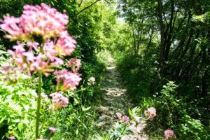 Im Wald wird der Weg deutlich steiniger