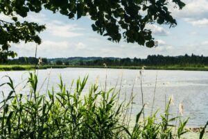Maisinger See, vom Tisch am Damm aus gesehen
