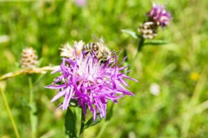 Eine Wiesen-Flockenblume mit Besuch