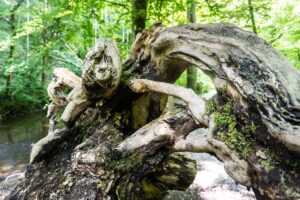 Eine wild geschwungene Wurzel